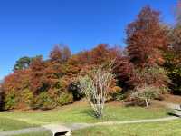 Adelaide 紅葉🍁秘景