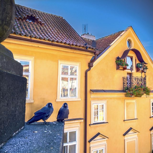 Pretty Corners of Prague 🏡 🐦 