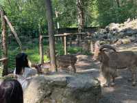 在動物園內飛馳 🏁