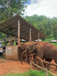 🐘코끼리랑 교감할 수 있는 치앙마이카페 🏡