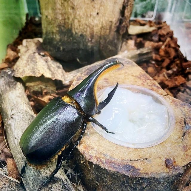 🐛伊丹市昆蟲館🐝日本標本數量最多的展覽