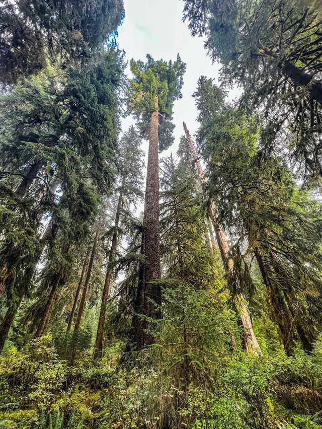 Hoh Rain Forest