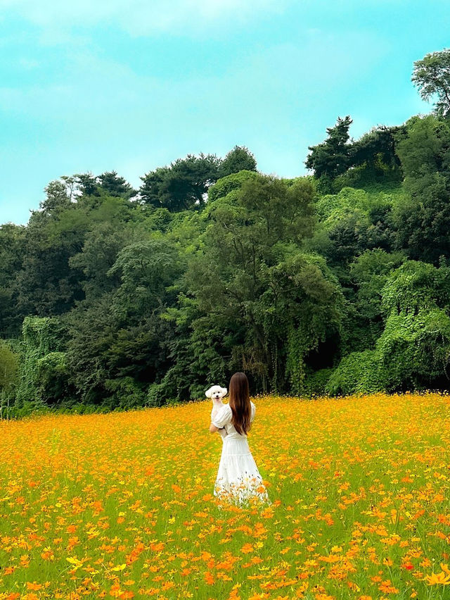 남양주 한강공원 삼패지구
