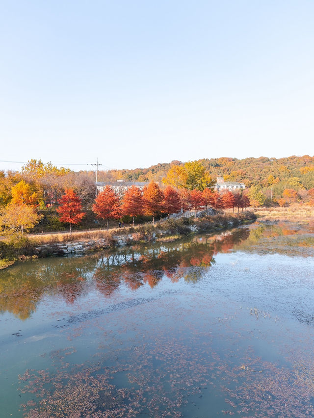 담양 관방제림 🍁