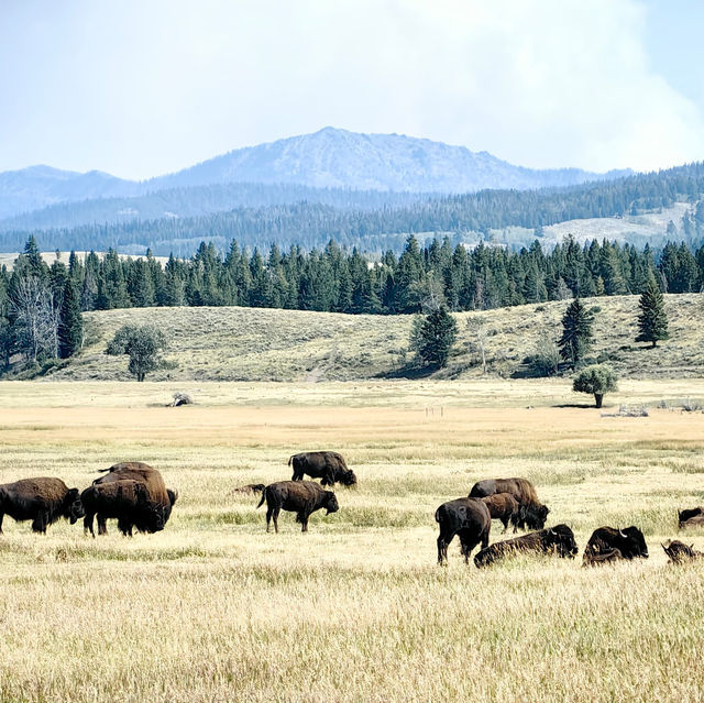  Exploring the Best of Yellowstone National Park, USA 🇺🇸