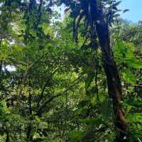 A walk through the cloud forest 