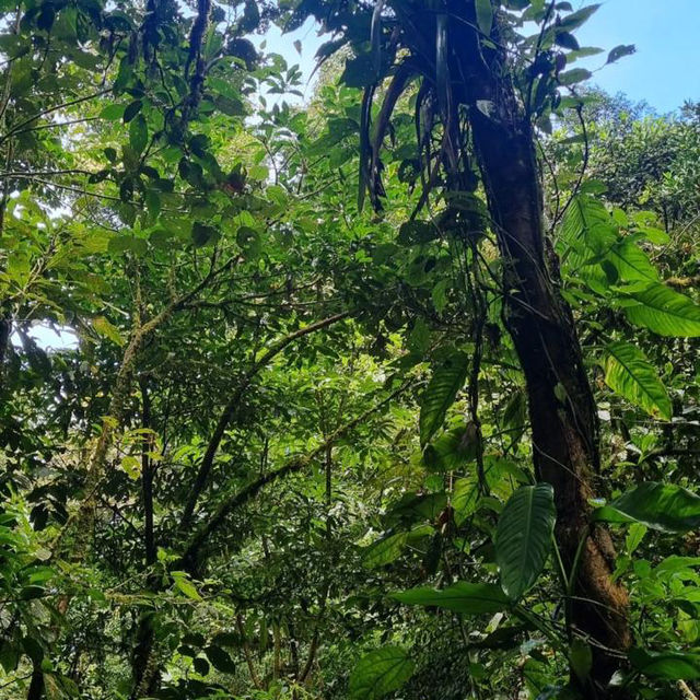 A walk through the cloud forest 