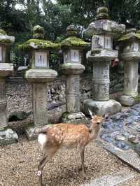 NARA, JAPAN: MY UNFORGETTABLE DAY AMONG DEERS AND TEMPLES 