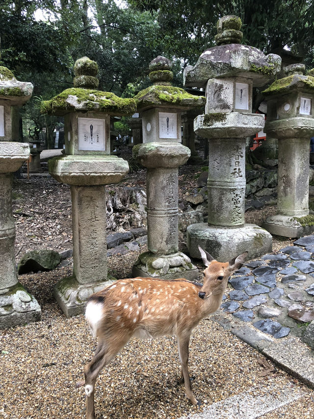 NARA, JAPAN: MY UNFORGETTABLE DAY AMONG DEERS AND TEMPLES 