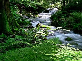 A beautiful mountain stream rich in nature