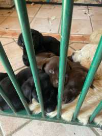 Puppies cuddle time