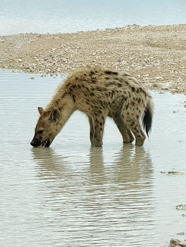 Salt Pan and Safari at Etosha National Park 🦓