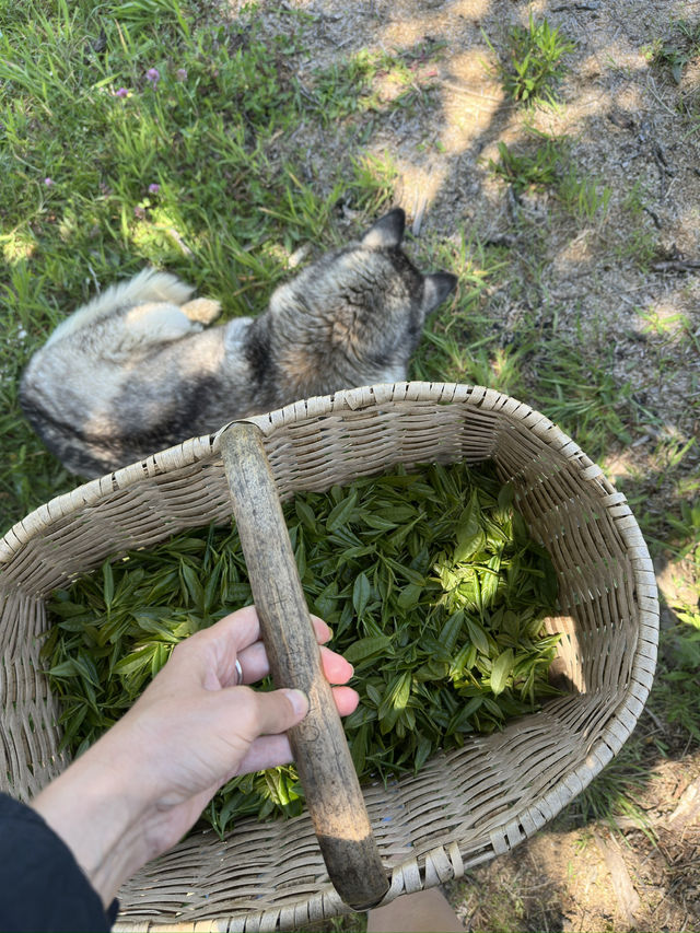 Making your own tea in Georgia