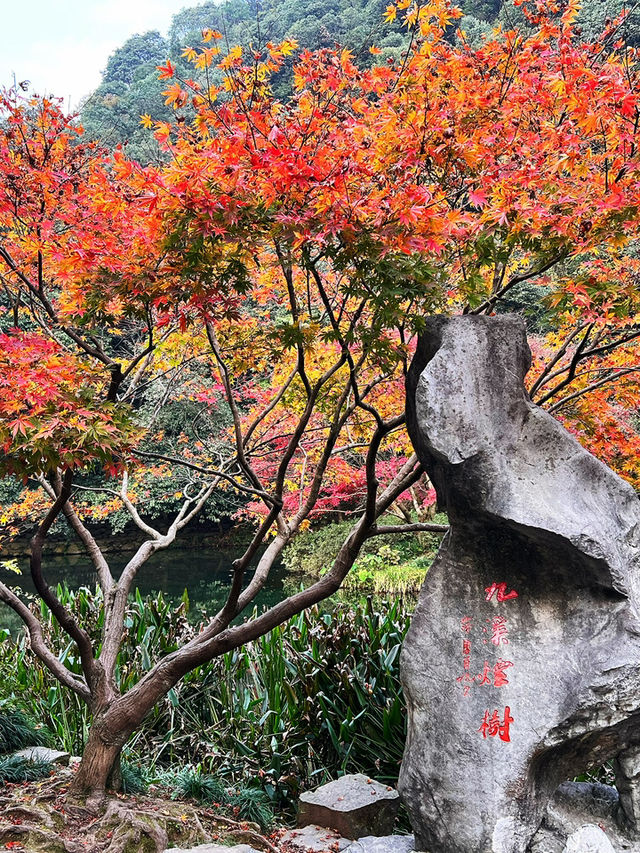 🍁 Red Leaves & Romance in Longjing Village, Hangzhou 🍂