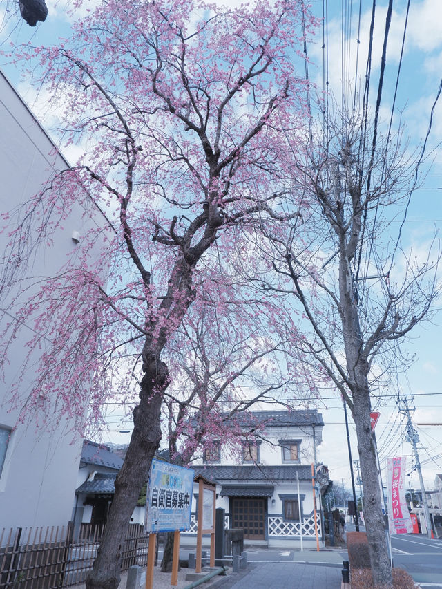 大阪直飛東北：船岡城址公園之花之丘 