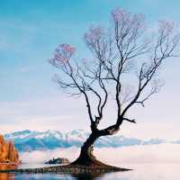 Cruising Through Middle-earth: New Zealand by Sea