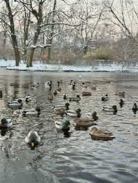 A Peaceful Winter Morning Walk Through Krasiński Garden