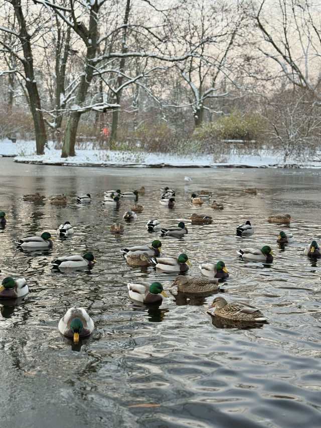A Peaceful Winter Morning Walk Through Krasiński Garden A Peaceful Winter Morning Walk Through Krasiński Garden
