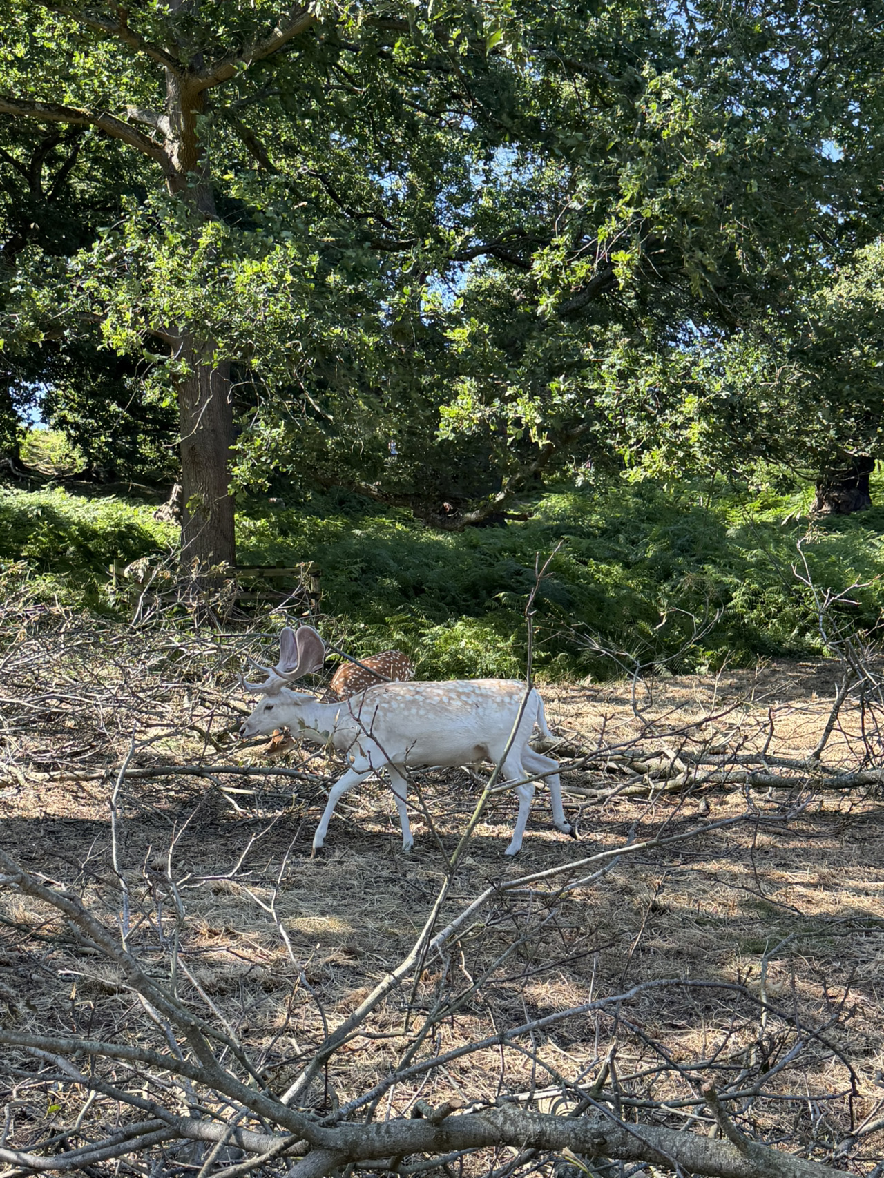 Central England Attraction Guide | Encountering Deer at Bradgate Park.