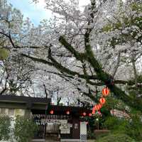 🇯🇵名古屋城：與白櫻🌸來一場歷史漫步