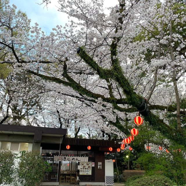 🇯🇵名古屋城：與白櫻🌸來一場歷史漫步