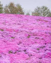 🇯🇵Hokkaido Pink Mound💕Enjoy the romantic cherry blossom sea of spring.