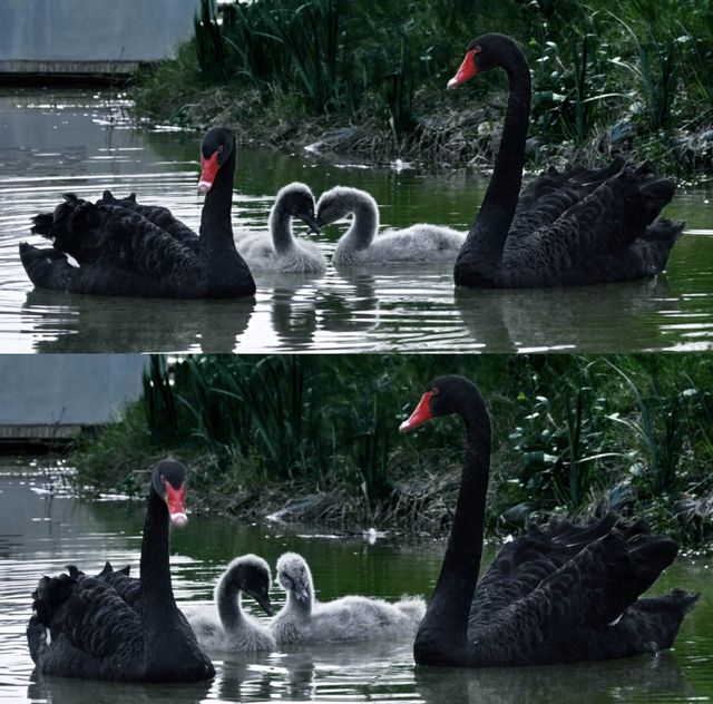 Shangrao City | Healing Swan Lake