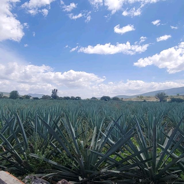 Oaxaca: "Land of Mezcal and Colors"