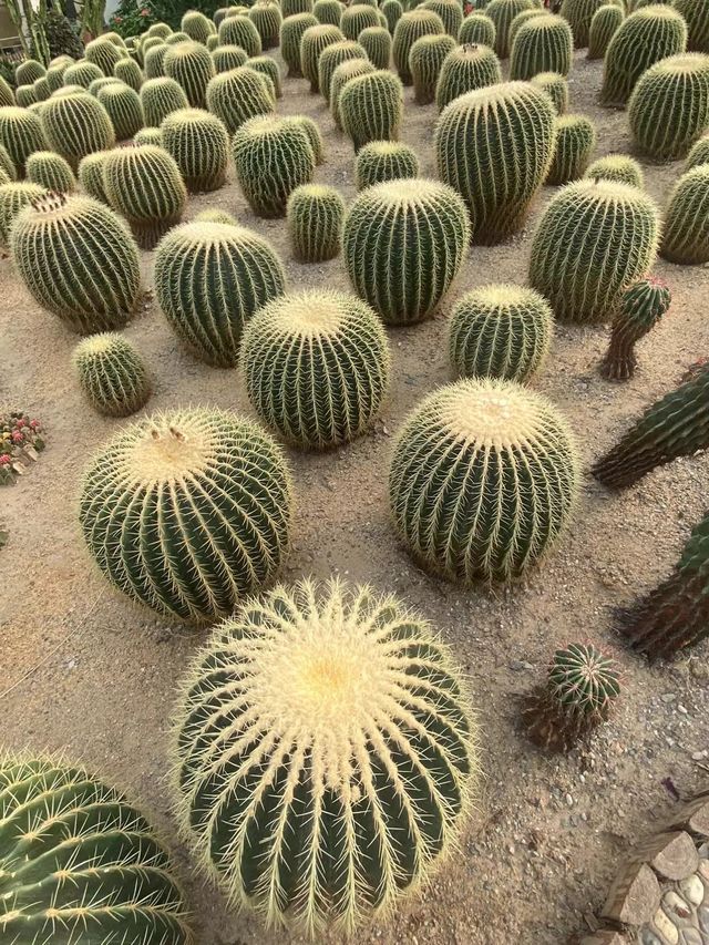 世界花卉大觀園