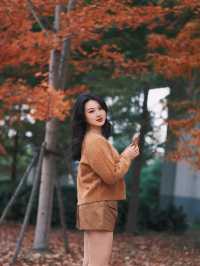 魔都小眾楓葉拍照地|人少 大片紅葉