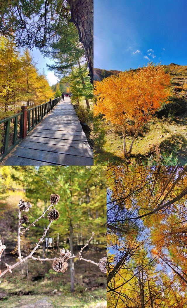 蘇木山森林公園/像是遊走在畫中