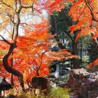 光影園林|與秋同肅！留園