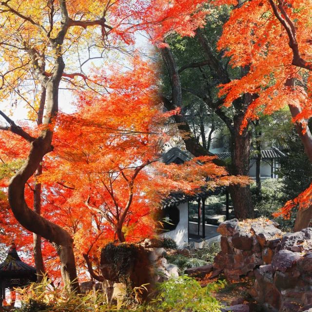 光影園林|與秋同肅！留園