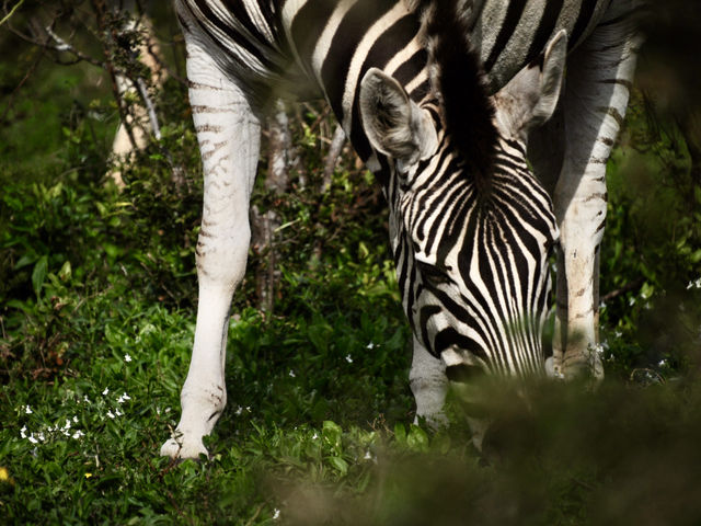 Gentle giants 