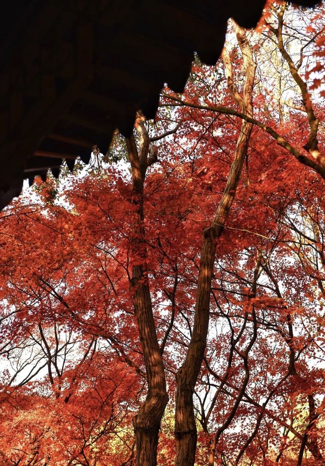 秋霞圃：一年之中，此時最紅！