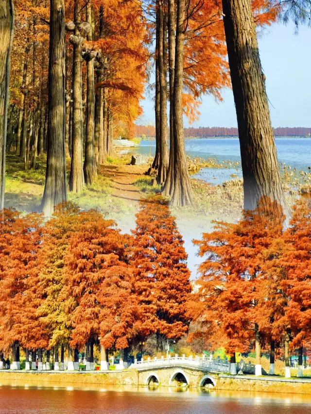 Wuhan Shanlin Secret Realm | The metasequoia in East Lake is as beautiful as a painting!!!