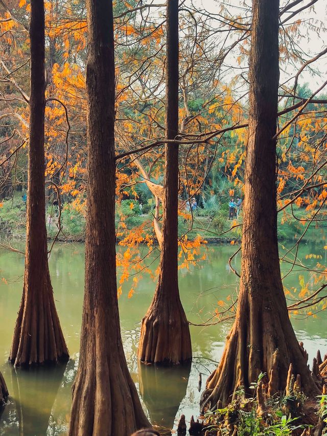 南國秋色-廣州華南國家植物園落羽杉紅了