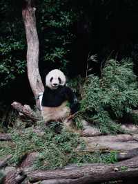 上海動物園｜這裡允許你童心未泯