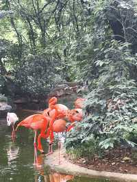 把夏天和小動物們都裝進裡