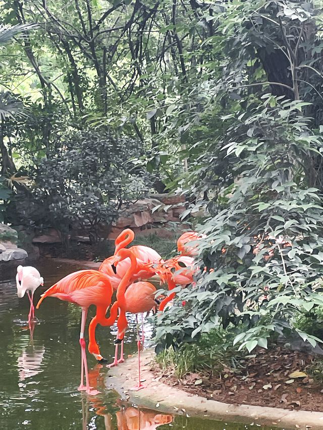 把夏天和小動物們都裝進裡