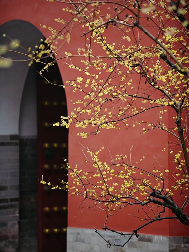 南京 |一花香十里，紅牆蠟梅永遠的絕配