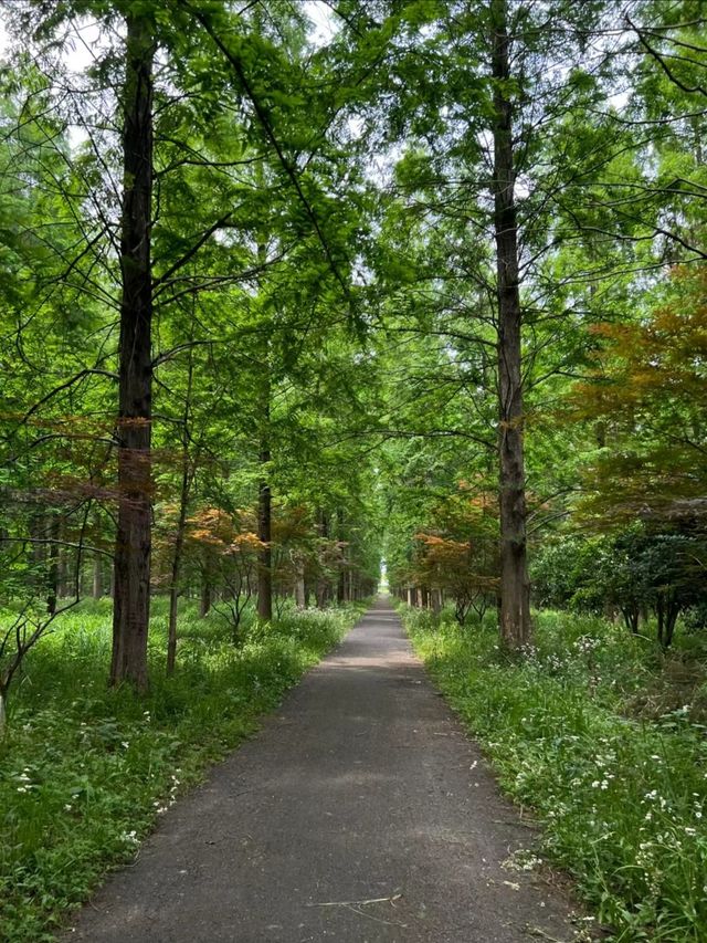 上海崇明島—東平森林公園