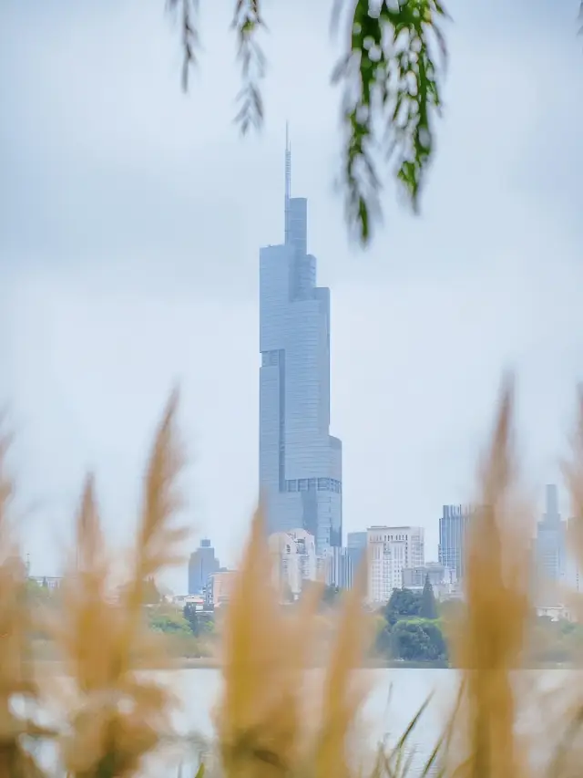 No need to run to the suburbs!! There is a reed secret place in Nanjing right here now it's the season of reed flowers!