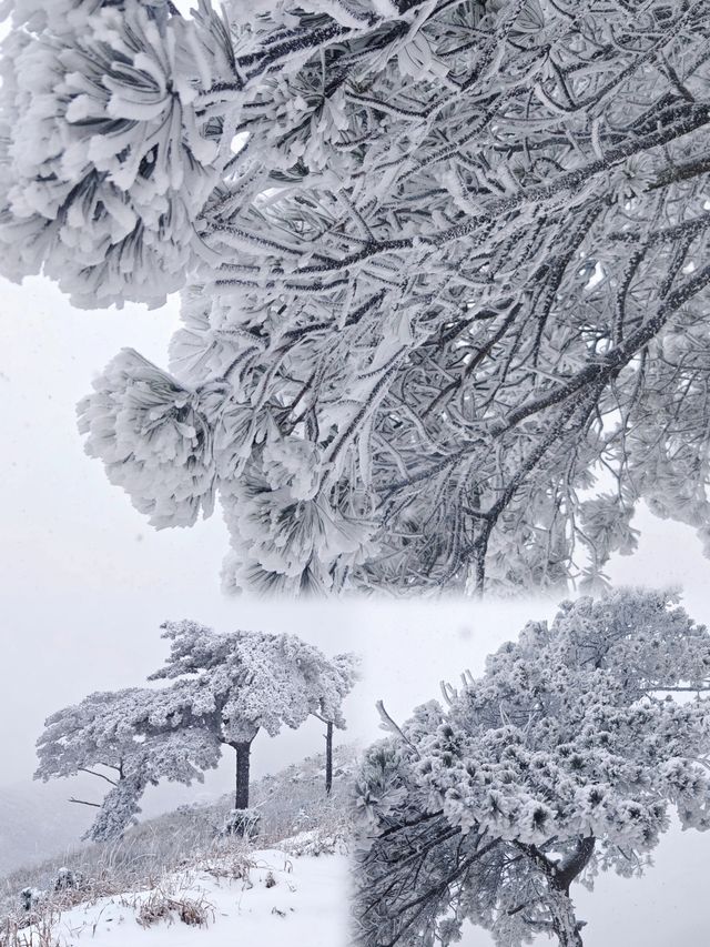 不是爾濱去不起，而且武功山雪景更有性價比