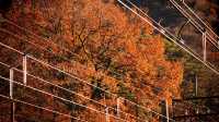 【紅葉季·紅葉狩】日光國立公園：一樹一樹的秋色如火如荼…