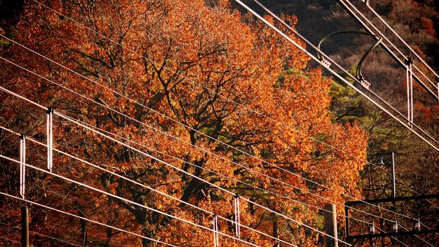 【紅葉季·紅葉狩】日光國立公園：一樹一樹的秋色如火如荼…