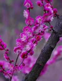 這才1月份，重慶的紅梅就開了！