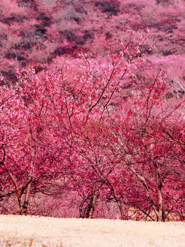 Romantic cherry blossom viewing spot in Shaoguan Xinfeng Cherry Blossom Valley