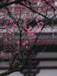 白鷺塔的日與夜/最美洋湖梅花美景