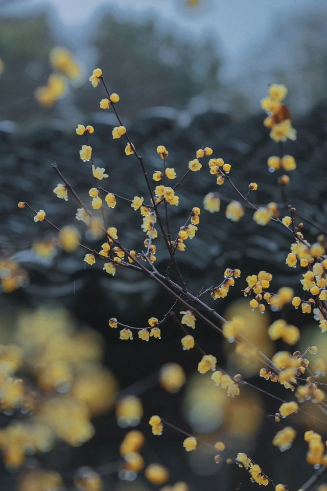 江蘇南京瞻園—雨後瞻園，蠟梅的正確打開方式